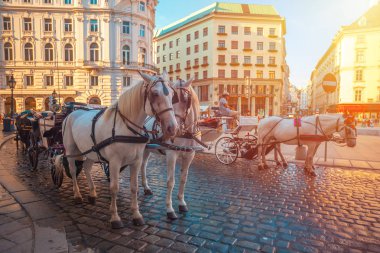 Vienna, Avusturya - 19.08.2018: Atlı arabası veya Fiaker, popüler turistik cazibe, Viyana'da Michaelerplatz.