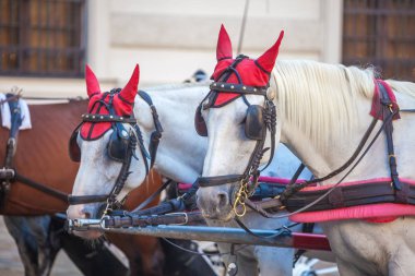 Atlar için çizilmiş taşıma veya Fiaker, popüler turistik cazibe, Viyana, Avusturya Michaelerplatz.