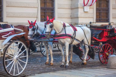 Atlı arabası veya Fiaker, popüler turistik cazibe, Viyana, Avusturya Michaelerplatz.