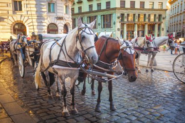 Atlı arabası veya Fiaker, popüler turistik cazibe, Viyana, Avusturya Michaelerplatz.