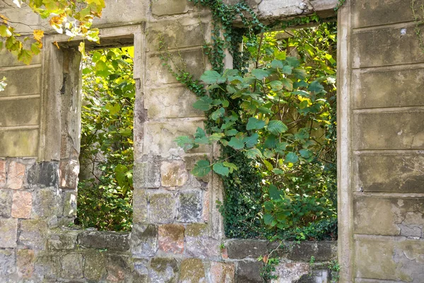 Nahaufnahme Von Zerstörtem Verlassenem Leerstehendem Haus Und Wildem Grün Das — Stockfoto