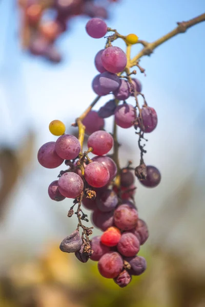 Camaradas Uvas Vermelhas Maduras Estragadas Que Crescem Vinhas Pouco Antes — Fotografia de Stock