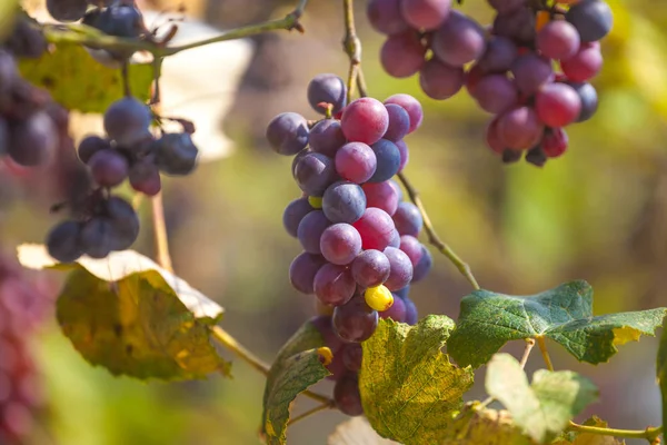 Racimos Uvas Rojas Maduras Mal Estado Que Crecen Las Vides — Foto de Stock