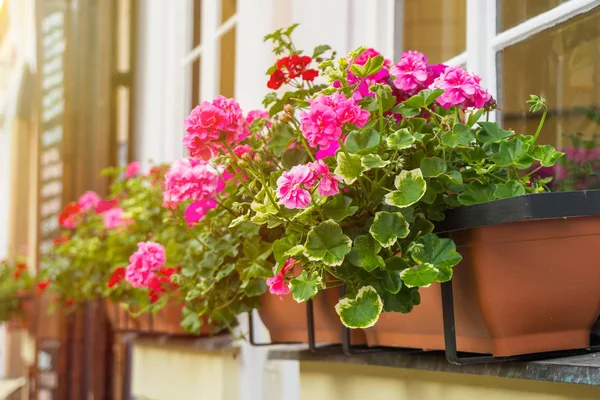 Talyan Evde Çiçek Çiçekler Ile Windows Ile Pencere — Stok fotoğraf