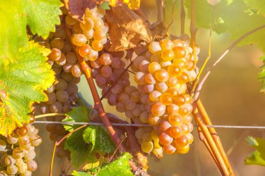 Rkatsiteli 'nin altın olgun üzümleri hasat öncesi bir üzüm bağında, Kakheti, Georgia.