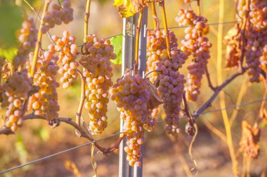 Rkatsiteli 'nin altın olgun üzümleri hasat öncesi bir üzüm bağında, Kakheti, Georgia.