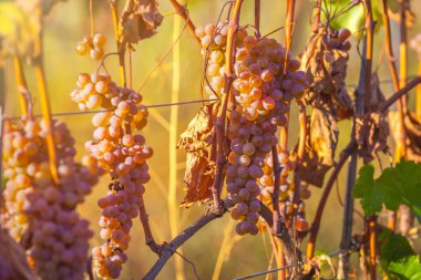 Rkatsiteli 'nin altın olgun üzümleri hasat öncesi bir üzüm bağında, Kakheti, Georgia.
