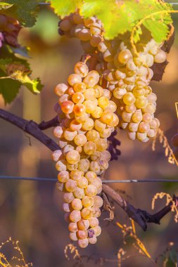 Rkatsiteli 'nin altın olgun üzümleri hasat öncesi bir üzüm bağında, Kakheti, Georgia.