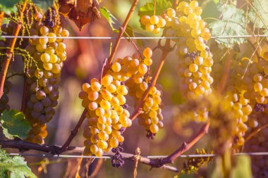 Rkatsiteli 'nin altın olgun üzümleri hasat öncesi bir üzüm bağında, Kakheti, Georgia.