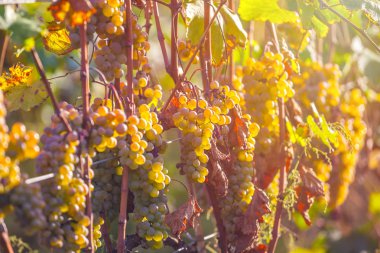 Rkatsiteli 'nin altın olgun üzümleri hasat öncesi bir üzüm bağında, Kakheti, Georgia.