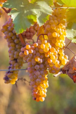 Rkatsiteli 'nin altın olgun üzümleri hasat öncesi bir üzüm bağında, Kakheti, Georgia.