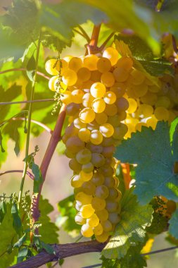 Rkatsiteli 'nin altın olgun üzümleri hasat öncesi bir üzüm bağında, Kakheti, Georgia.