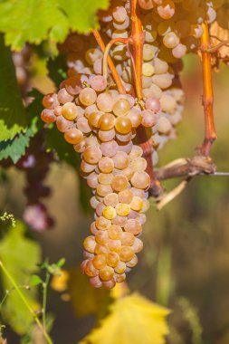 Rkatsiteli 'nin altın olgun üzümleri hasat öncesi bir üzüm bağında, Kakheti, Georgia.