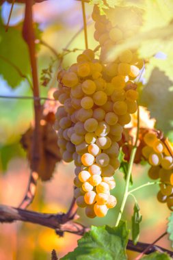 Rkatsiteli 'nin altın olgun üzümleri hasat öncesi bir üzüm bağında, Kakheti, Georgia.
