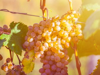 Rkatsiteli 'nin altın olgun üzümleri hasat öncesi bir üzüm bağında, Kakheti, Georgia.