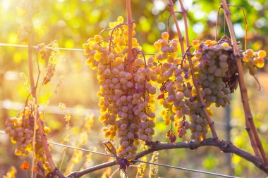 Rkatsiteli 'nin altın olgun üzümleri hasat öncesi bir üzüm bağında, Kakheti, Georgia.