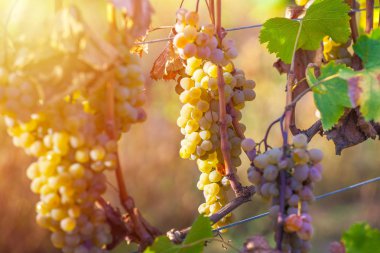 Rkatsiteli 'nin altın olgun üzümleri hasat öncesi bir üzüm bağında, Kakheti, Georgia.