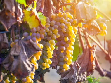 Rkatsiteli 'nin altın olgun üzümleri hasat öncesi bir üzüm bağında, Kakheti, Georgia.