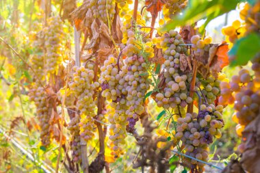 Rkatsiteli 'nin altın olgun üzümleri hasat öncesi bir üzüm bağında, Kakheti, Georgia.