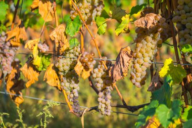 Rkatsiteli 'nin altın olgun üzümleri hasat öncesi bir üzüm bağında, Kakheti, Georgia.