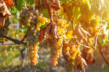 Rkatsiteli 'nin altın olgun üzümleri hasat öncesi bir üzüm bağında, Kakheti, Georgia.