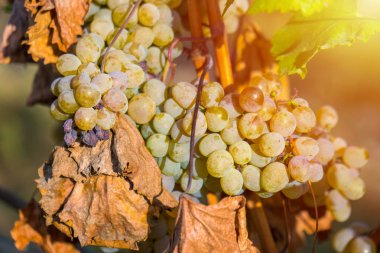 Rkatsiteli 'nin altın olgun üzümleri hasat öncesi bir üzüm bağında, Kakheti, Georgia.