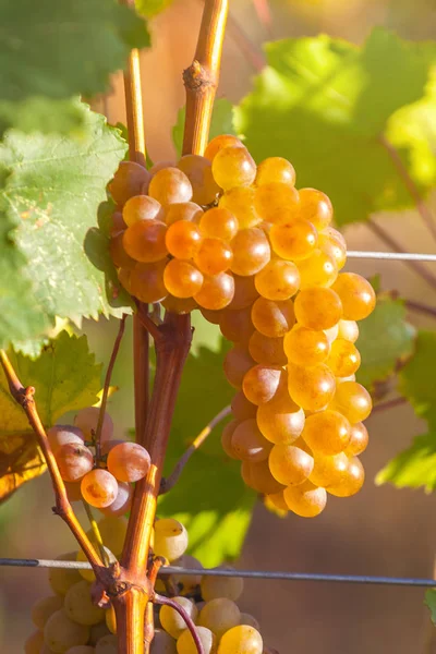 Rkatsiteli 'nin altın olgun üzümleri hasat öncesi bir üzüm bağında, Kakheti, Georgia.