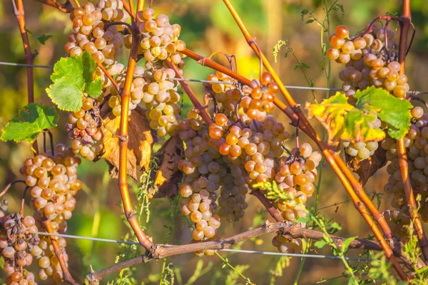 Rkatsiteli 'nin altın olgun üzümleri hasat öncesi bir üzüm bağında, Kakheti, Georgia.