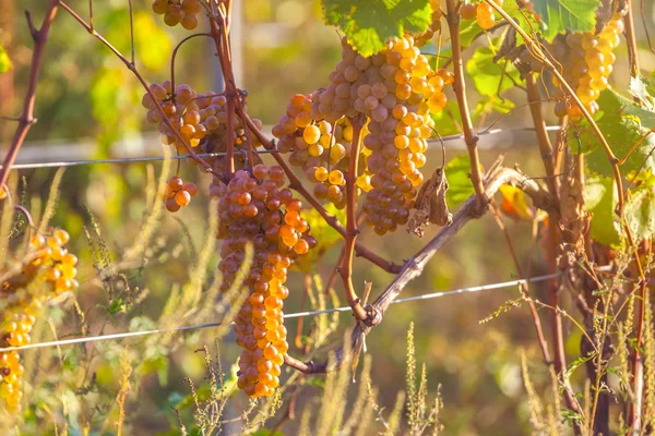 Uvas Douradas Maduras Rkatsiteli Numa Vinha Antes Colheita Kakheti Geórgia — Fotografia de Stock