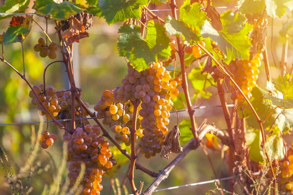 Uvas Douradas Maduras Rkatsiteli Numa Vinha Antes Colheita Kakheti Geórgia — Fotografia de Stock