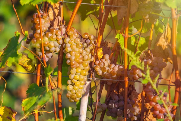 Goldene Reife Trauben Von Rkatsiteli Einem Weinberg Vor Der Ernte — Stockfoto