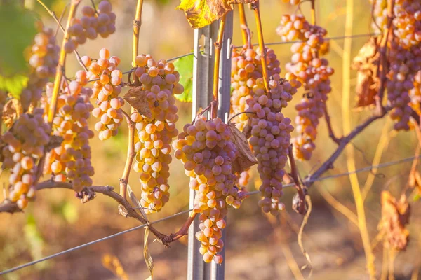 Rkatsiteli 'nin altın olgun üzümleri hasat öncesi bir üzüm bağında, Kakheti, Georgia.