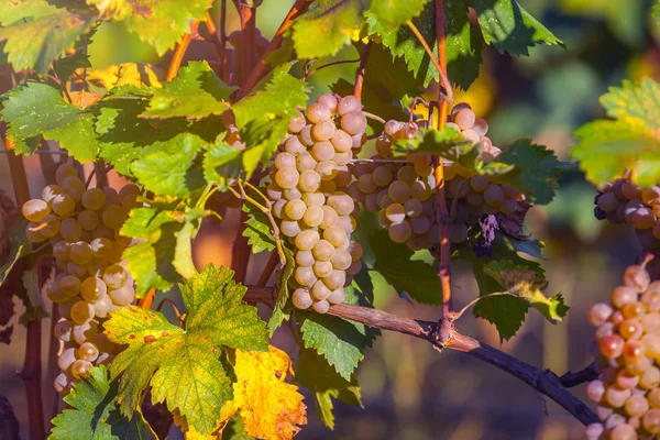 Goldene Reife Trauben Von Rkatsiteli Einem Weinberg Vor Der Ernte — Stockfoto