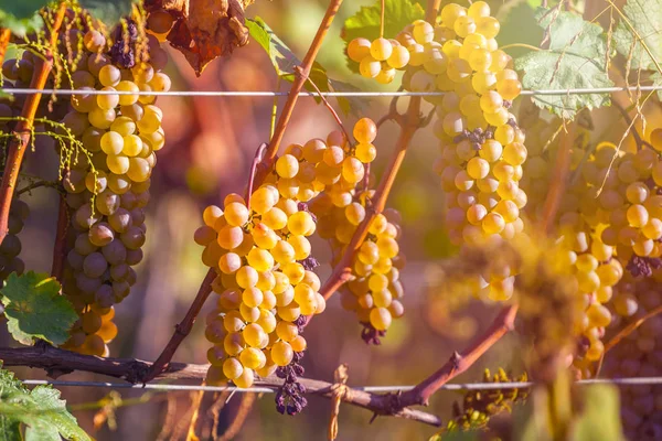 Uvas Douradas Maduras Rkatsiteli Numa Vinha Antes Colheita Kakheti Geórgia — Fotografia de Stock