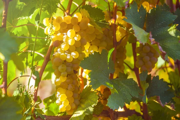 Uvas Douradas Maduras Rkatsiteli Numa Vinha Antes Colheita Kakheti Geórgia — Fotografia de Stock