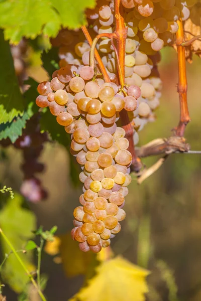 Rkatsiteli 'nin altın olgun üzümleri hasat öncesi bir üzüm bağında, Kakheti, Georgia.