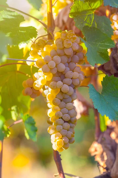 Uvas Douradas Maduras Rkatsiteli Numa Vinha Antes Colheita Kakheti Geórgia — Fotografia de Stock