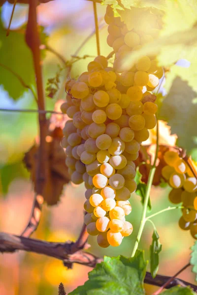 Rkatsiteli 'nin altın olgun üzümleri hasat öncesi bir üzüm bağında, Kakheti, Georgia.