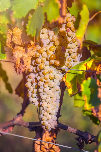 Goldene Reife Trauben Von Rkatsiteli Einem Weinberg Vor Der Ernte — Stockfoto