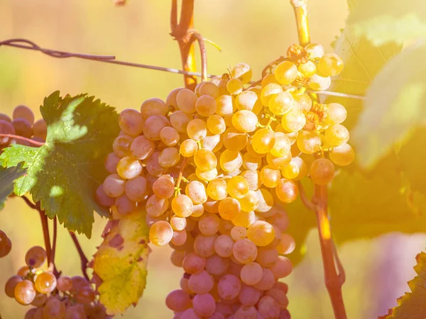 Rkatsiteli 'nin altın olgun üzümleri hasat öncesi bir üzüm bağında, Kakheti, Georgia.