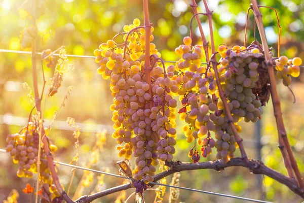 Rkatsiteli 'nin altın olgun üzümleri hasat öncesi bir üzüm bağında, Kakheti, Georgia.