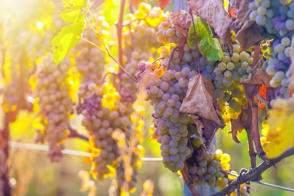 Rkatsiteli 'nin altın olgun üzümleri hasat öncesi bir üzüm bağında, Kakheti, Georgia.