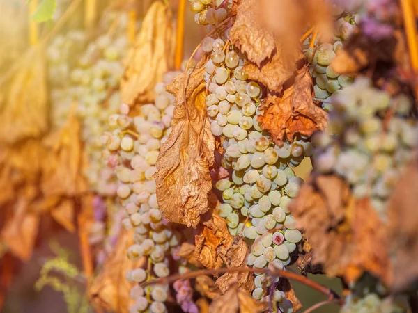 Uvas Douradas Maduras Rkatsiteli Numa Vinha Antes Colheita Kakheti Geórgia — Fotografia de Stock