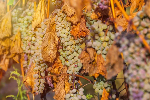 Uvas Douradas Maduras Rkatsiteli Numa Vinha Antes Colheita Kakheti Geórgia — Fotografia de Stock