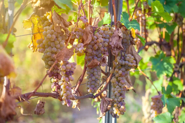 Rkatsiteli 'nin altın olgun üzümleri hasat öncesi bir üzüm bağında, Kakheti, Georgia.