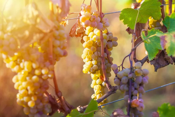 Rkatsiteli 'nin altın olgun üzümleri hasat öncesi bir üzüm bağında, Kakheti, Georgia.