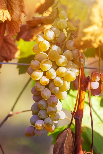 Rkatsiteli 'nin altın olgun üzümleri hasat öncesi bir üzüm bağında, Kakheti, Georgia.