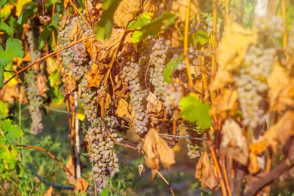 Uvas Douradas Maduras Rkatsiteli Numa Vinha Antes Colheita Kakheti Geórgia — Fotografia de Stock