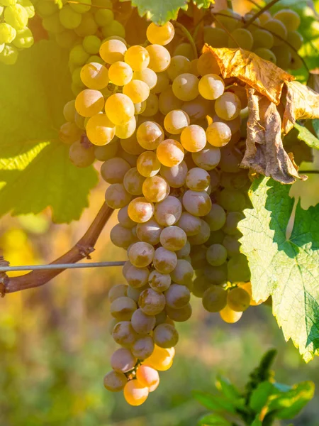 Rkatsiteli 'nin altın olgun üzümleri hasat öncesi bir üzüm bağında, Kakheti, Georgia.