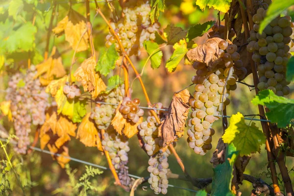 Rkatsiteli 'nin altın olgun üzümleri hasat öncesi bir üzüm bağında, Kakheti, Georgia.